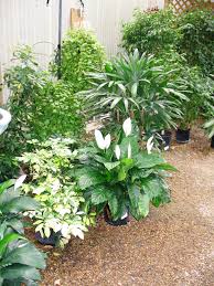 Houseplants outside.jpg thumbnail